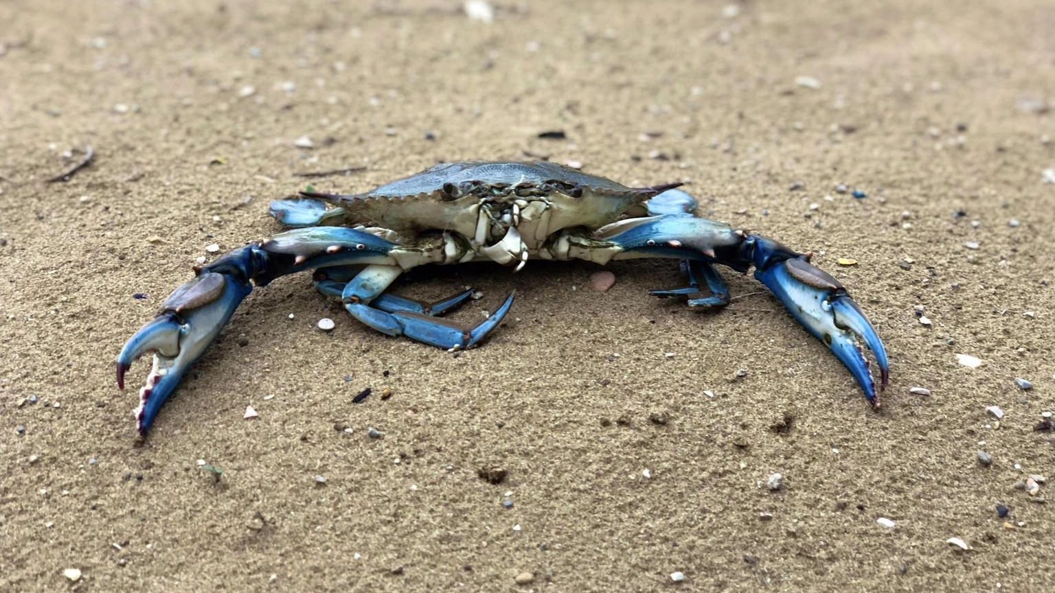 Che cos’è il granchio blu e perché è pericoloso