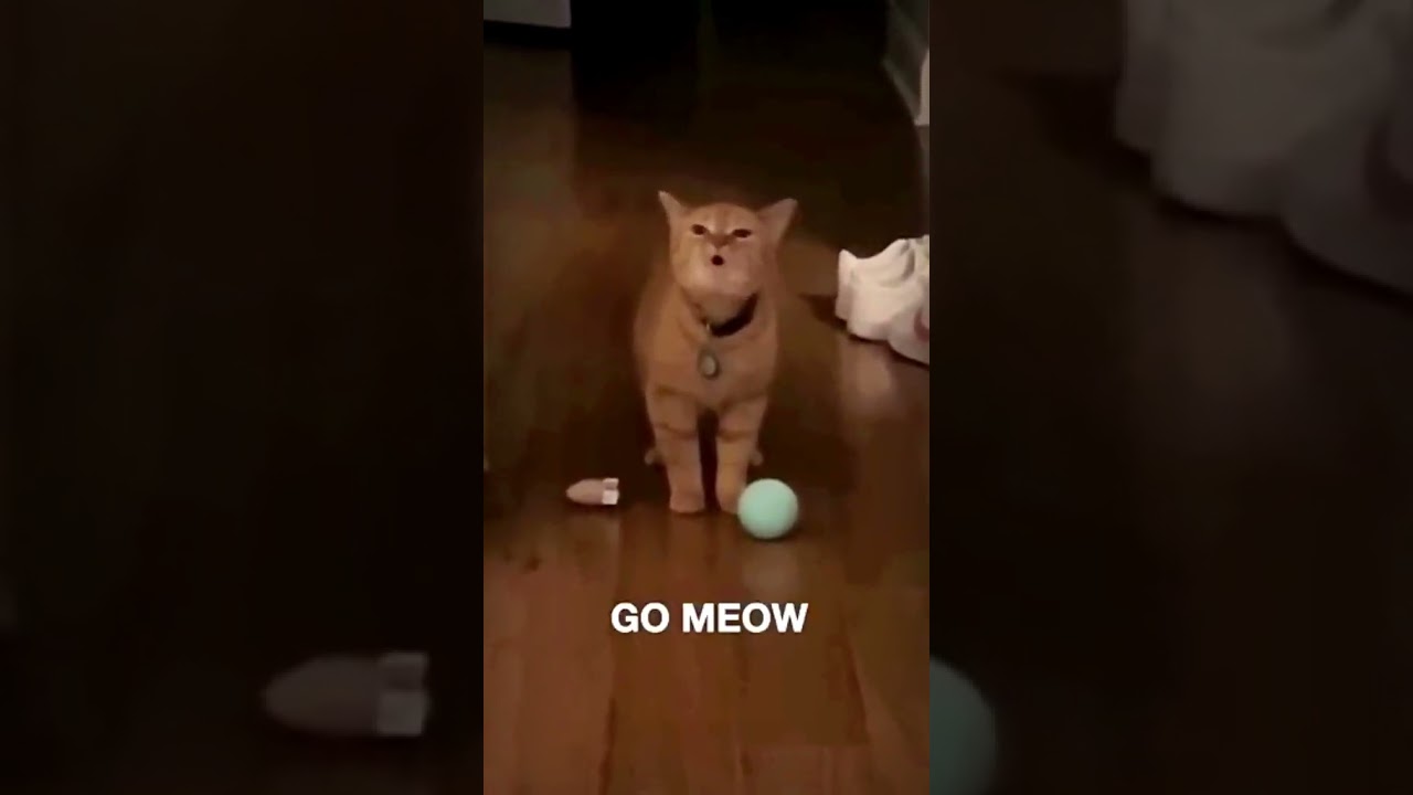 I Go Meow: che cos’è il trend TikTok, canzone e testo